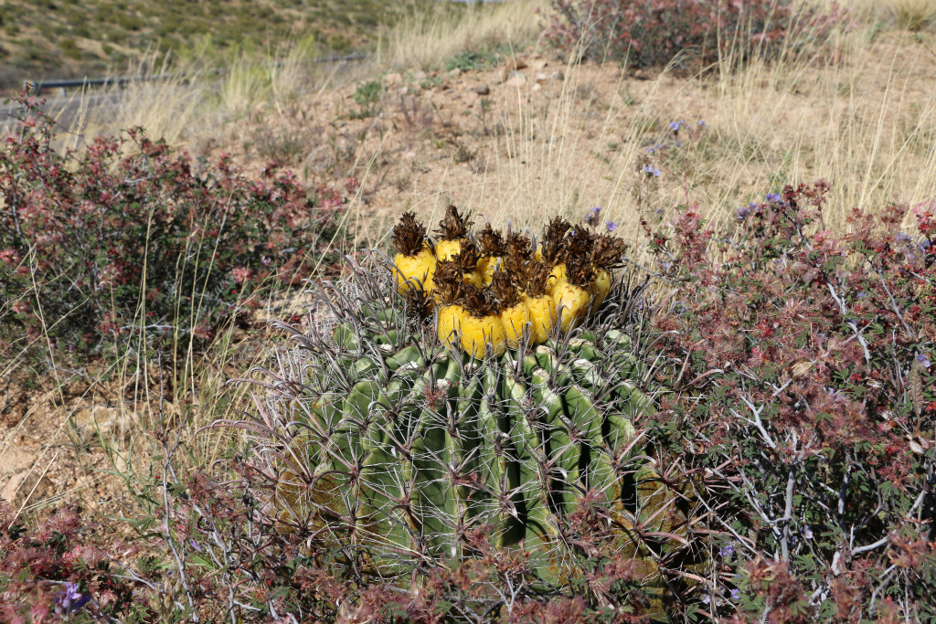 Kaktus mit gelben Früchten