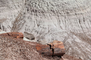 Petrified Forest 1