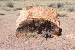 Petrified Forest 2