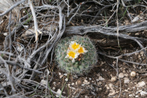 Ein Kaktus, der an der Kälte wächst